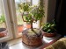 Mísa na bonsai 26cm + podmiska